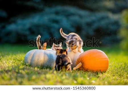 Cute siblings kittens play and sit around pumpkins on green autumn grass on a meadow. Selective shallow focus. Warm evening light, photo shoot at golden hour on October day shortly before Halloween.
