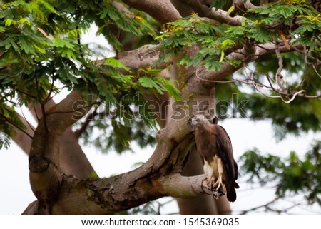 white bellied sea eagle perched on branch