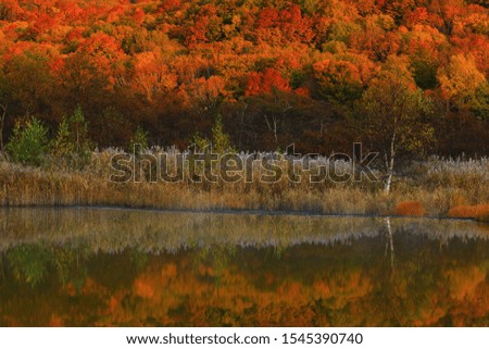 The swamp of autumn leaves in Hachimantai City, Iwate Prefecture