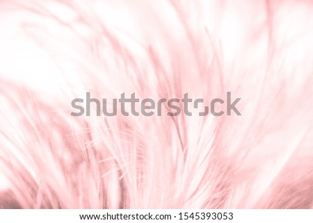 Beautiful abstract blue and purple feathers on white background and colorful soft white pink feather  texture