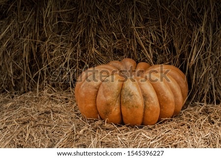 Huge beautiful pumpkin on a haystack, displays, copy space. Harvest festival, orange striped pumpkin. Halloween preparation
