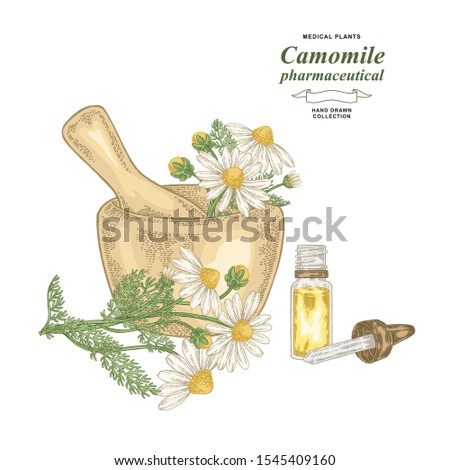 Pharmaceutical camomile plant hand drawn. Chamomile flowers with wodden mortar isolated on white background. Medical gerbs collection. Vector illustration botanical.