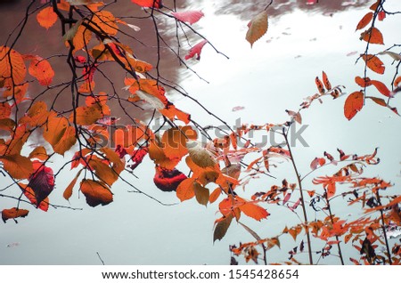 Yellow, red and orange leaves close-up. Autumn leaves on tree branch are reflected in water surface. Autumn forest reflected in pond or lake. Fall natural concept. Botanical backdrop. Selective focus