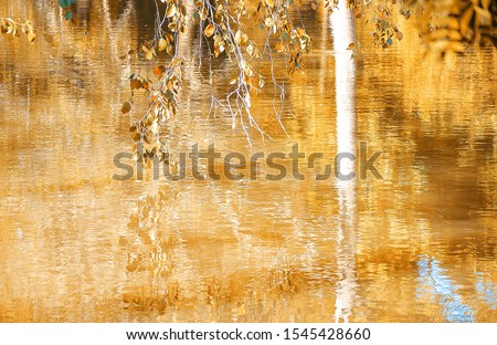 Yellow, red and orange leaves close-up. Autumn leaves on tree branch are reflected in water surface. Autumn forest reflected in pond or lake. Fall natural concept. Botanical backdrop. Selective focus