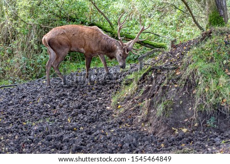 a large red deer walks through the mud in search of food. His nose is dirty with mud