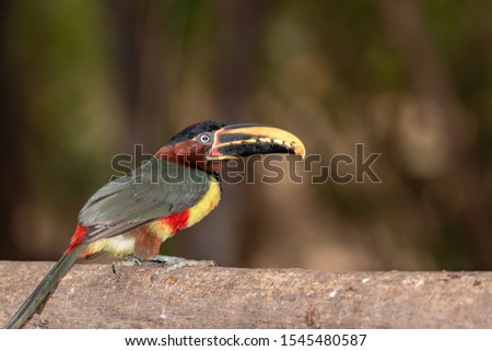 The collared arassi is a beautiful toucan living in South America. This one was photographed in the Brazilian Pantal
