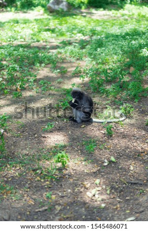 Dusky Langur monkey on ground