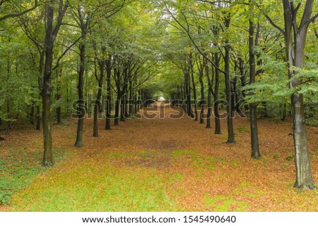 Autumn colours in a forest at the Netherland, 