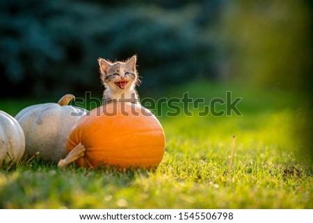 Cute siblings kittens play and sit around pumpkins on green autumn grass on a meadow. Selective shallow focus. Warm evening light, photo shoot at golden hour on October day shortly before Halloween.