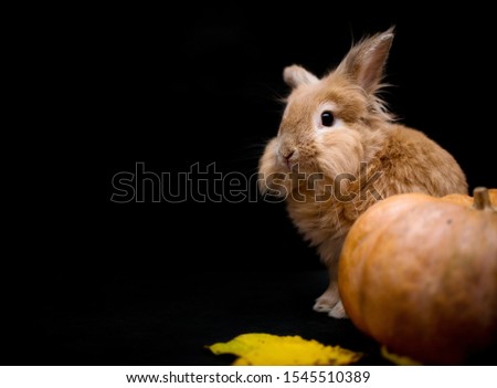 Decorative red rabbit on a black background with pumpkin and leaves, autumn, picture for Halloween