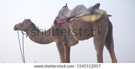 Ship of Desert Camel in Jaisalmer Desert in the Indian state of Rajasthan. Photo/Sumit Saraswat