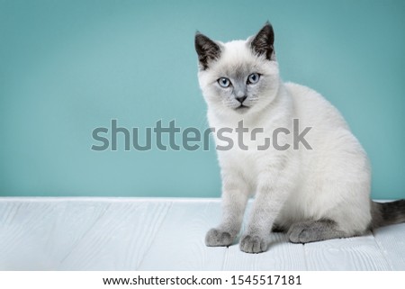A picture of a cute kitten who is sitting and looking at the camera with space for personal text