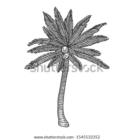 Coconut palm tree plant sketch engraving raster illustration. T-shirt apparel print design. Scratch board style imitation. Black and white hand drawn image.