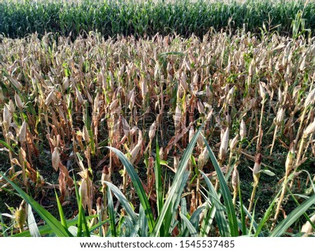 Corn fields ready for harvest in the dry season