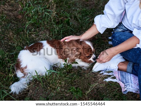 Close-up picture of small white and brown dog, lying on green grass, playing with his owner. Cavalier king charles spaniel training in park in summer.