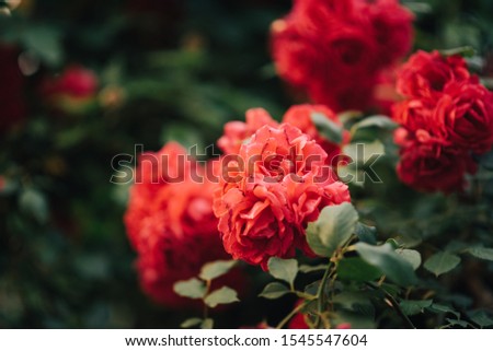 beautiful red roses. wonderful spray flowers. Green flower area. Nature background. Cover with plants.