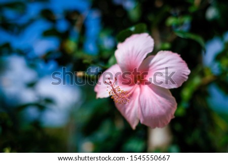 Hibiscus flowers in garden Koh phangan