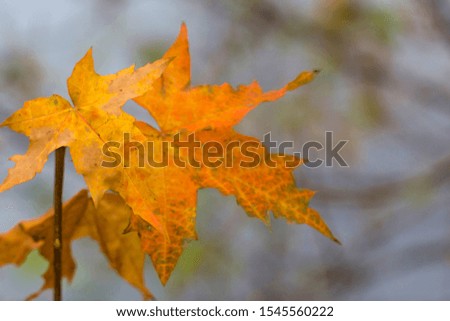 Background of autumn leaves with empty place for inscription. Close-up.