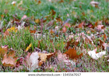 Close up fallen brown dry leaves on wet green grass Autumn background concept. Selective soft focus. Shallow depth of field. Text copy space.