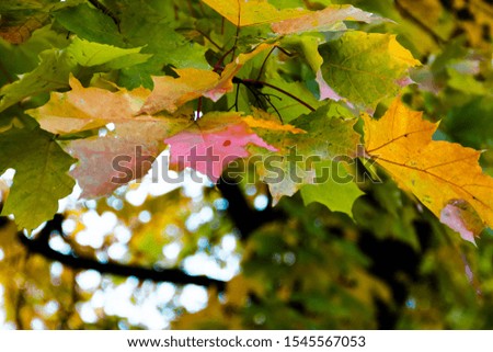 Yellow red green autumn maple leaves on a tree against a blue sky. Selective soft focus. Shallow depth of field. Text copy space. Fall concept.