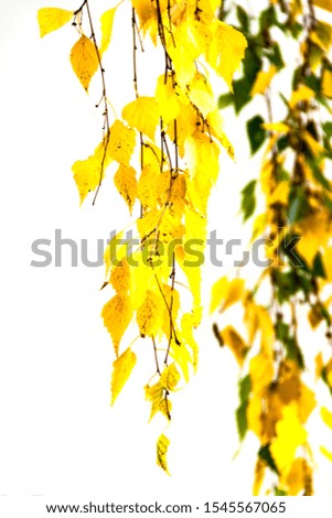 Birch branch hanging with green yellow color autumn leaves isolated on white background. Selective soft focus. Shallow depth of field. Text copy space. Fall concept.