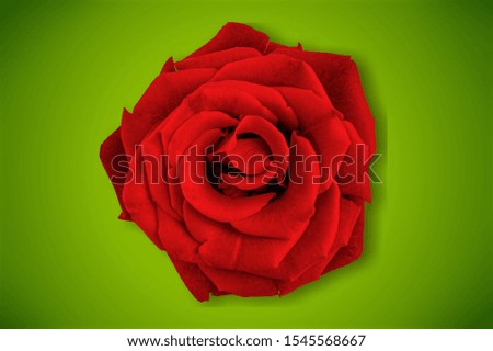 Beautiful pink rose on white background. Perfect gift
    
    - Image