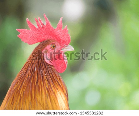 Chicken head and red cockscomb