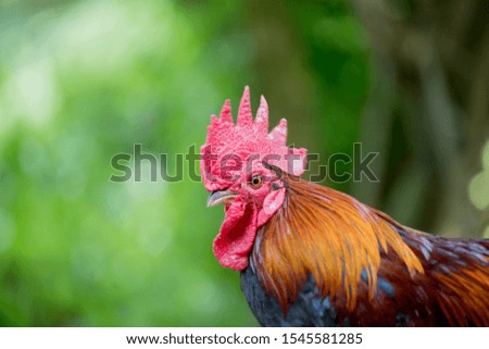 Chicken head and red cockscomb