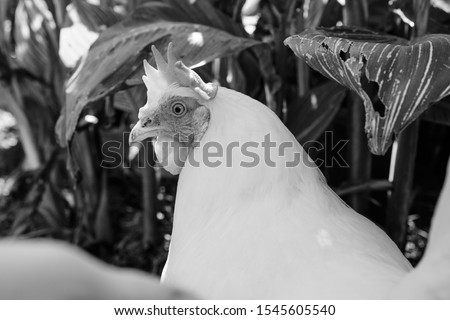 In black and white chicken hen looks at viewer while standing still in the garden.