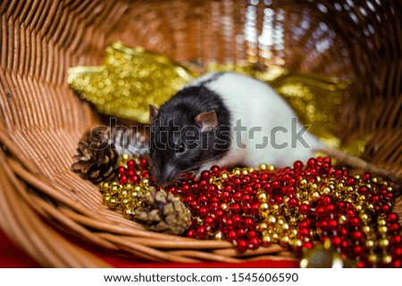 The rat sits in a basket with beads and cones. Symbol of the year 2020 according to the Chinese horoscope.