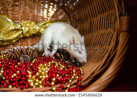 A white rat sniffs a Christmas basket with decorations