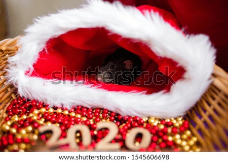 The rat sits in Santa's hat. Animal, symbol of the year 2020 according to the Chinese horoscope.
