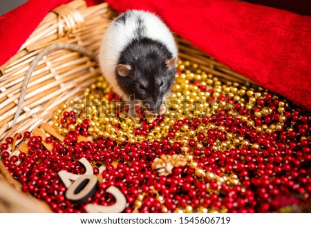 The rat sits on beads. Animal, symbol of the year 2020 according to the Chinese horoscope.