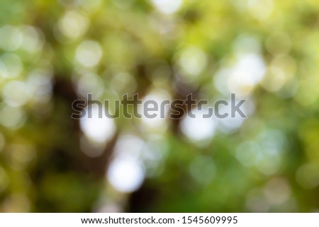 Beautiful abstract background photo of light burst and glitter bokeh lights. image is blurred and filtered. nature green back ground.