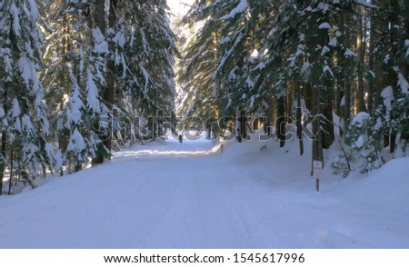 Walk in the winter forest.