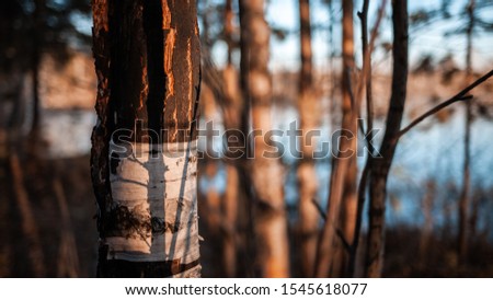 autumn forest on the lake at sunset