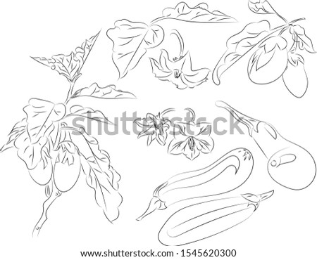 Vector sketch imitating pencil drawing. Image of eggplant - plant, vegetables and flowers