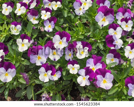 White purple Viola tricolor, with yellow center. Fresh flower bed of small Johnny Jump up flowers. Vibrant pansy, floral bedding surface for design, backdrop and backgrounds. Ornate Heartsease plant.
