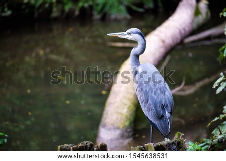 Picture of a heron on the edge of a riverside