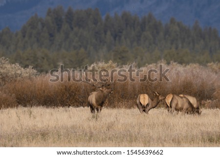 Herd of Elk in the Fall Rut in Wyoming