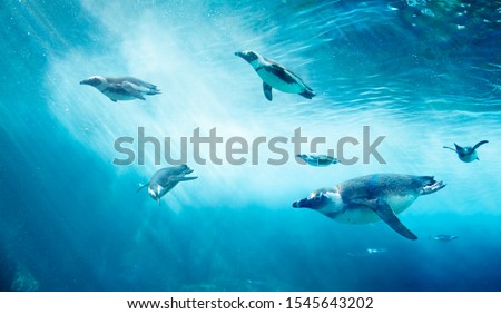 Diving penguin herd. Ocean underwater with marine animals. Sun rays passing through the water surface.