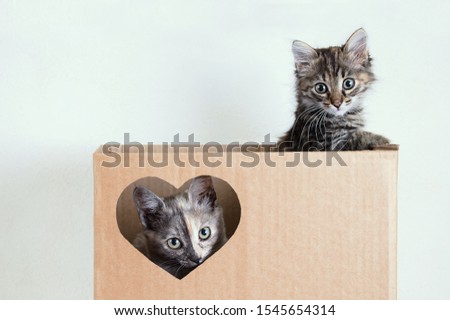 Two gray little kittens playing in a brown box. Close-up.