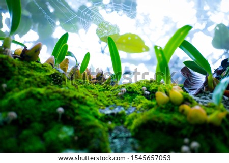 Mini world of orchid in the mist forest. Take photo on the bottom view.   