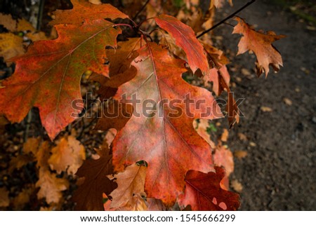 Autumn leaves in Lüneburg, Germany