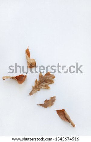 Various dry autumn leaves of oak and maple on a white background. Natural autumn background. Creative autumn concept. Top view, flat lay with copy space for text.