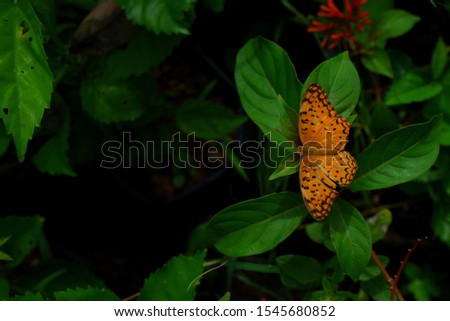 Picture of SPOTTED RUSTIC BUTTERFLY 