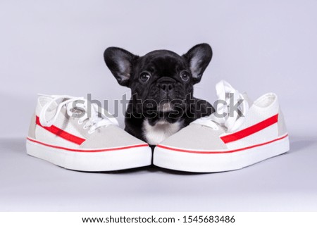 Little French bulldog puppy with boots on grey background. the concept of sports activities, walks in the Park in nature.