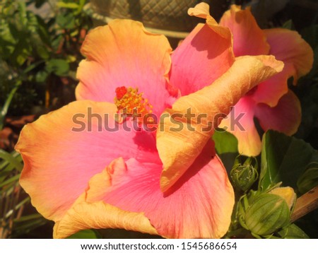 Pink and yellow hibiscus flower in summer garden       