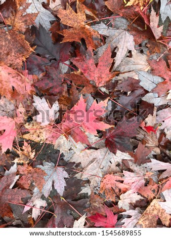 Vertical photo of Colorful Fall leaves on the ground. Colors like grays orange red yellow and brown. After a fall rain on the East Coast of the United States. Overcast outdoor lighting. Wet leaves.