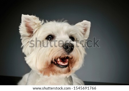 Portrait of a West Highland White Terrier Westie looking curiously in dark studio
